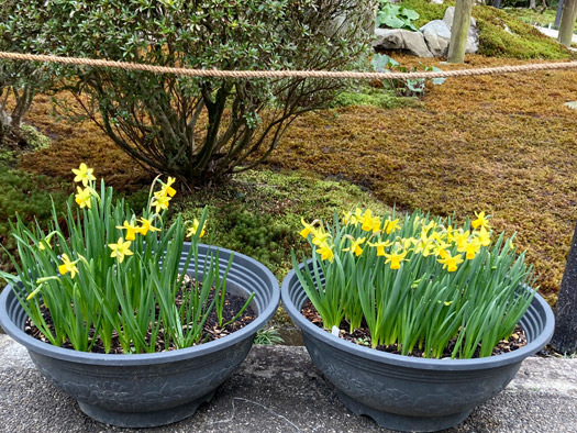 表庭のスイセンの鉢植え