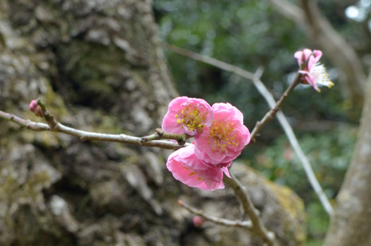 紅梅の花