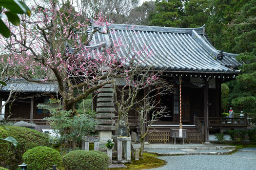 本堂の横の紅梅の開花