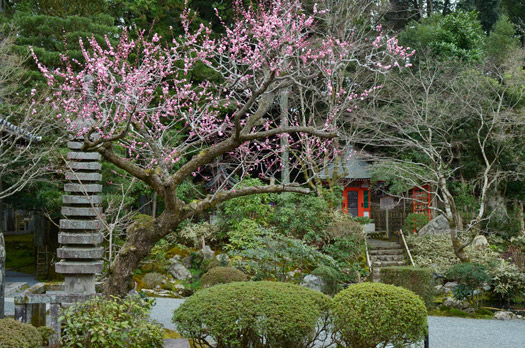 本堂の横の紅梅-愛染堂をバックに撮影。