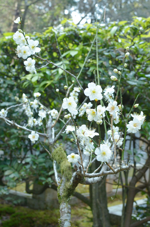 本堂の横で咲く白梅