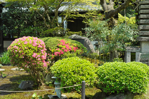 本堂の横の庭園で咲くサツキの植え込み