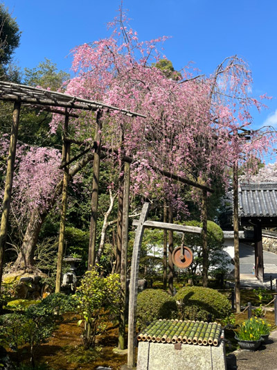 新善光寺の門に入ってすぐの枝垂れ桜-門の内側から撮影