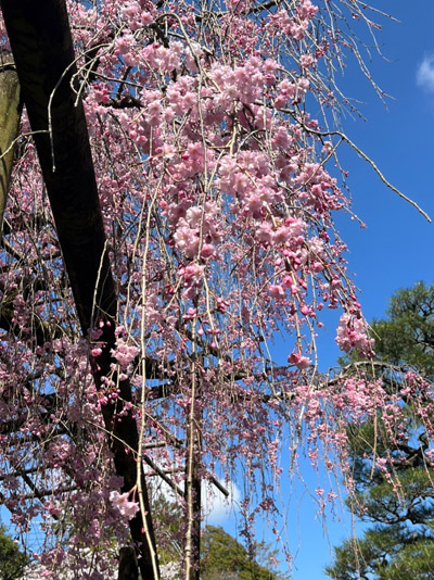 新善光寺の門に入ってすぐの枝垂れ桜-クローズアップ写真