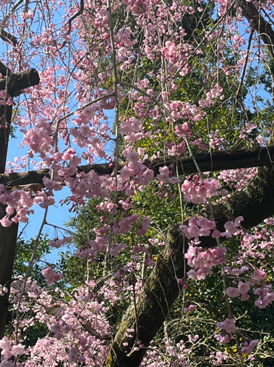 新善光寺の門に入ってすぐの枝垂れ桜-クローズアップ写真