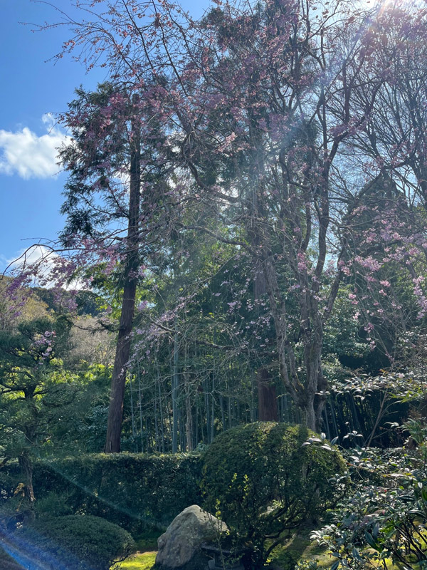 新善光寺の丸窓の庭の桜
