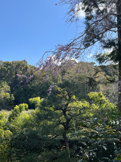 新善光寺の裏山を背景に咲く丸窓の庭の桜
