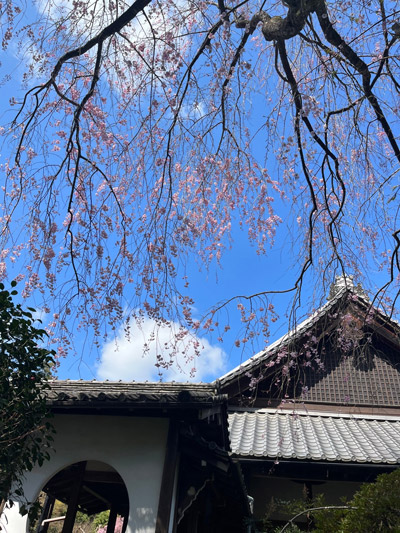 新善光寺の丸窓と枝垂れ桜
