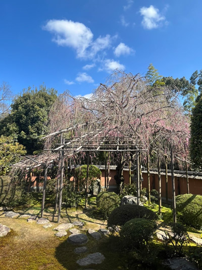 新善光寺の書院北側の枝垂れ桜