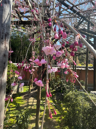 新善光寺の書院北側の枝垂れ桜-クローズアップ写真