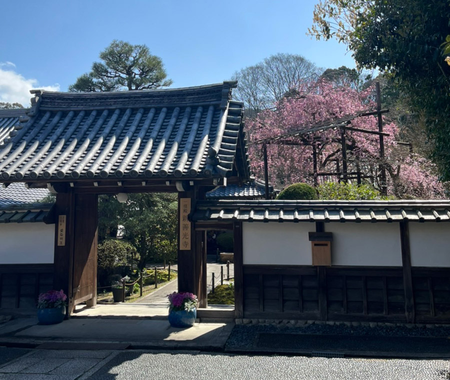 新善光寺の表門横に咲く桜