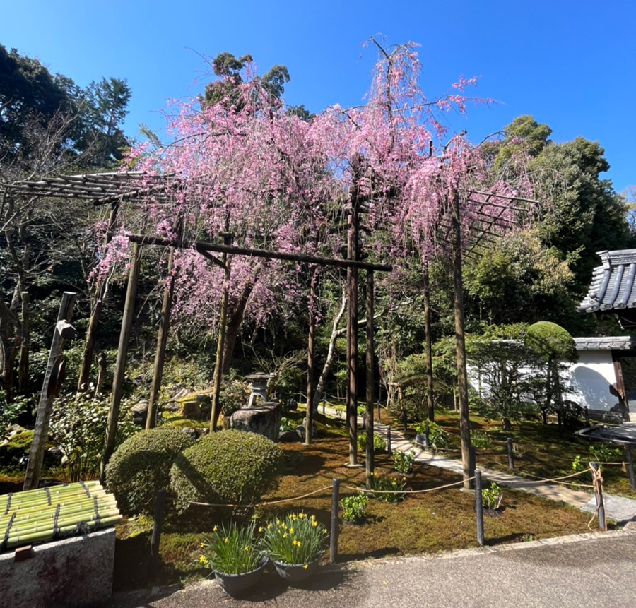 新善光寺-門に入ってすぐの枝垂れ桜
