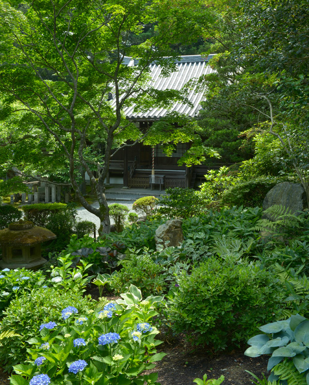 青い紫陽花の咲く新善光寺の庭と本堂
