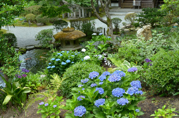 紫陽花の丘で咲く青い紫陽花