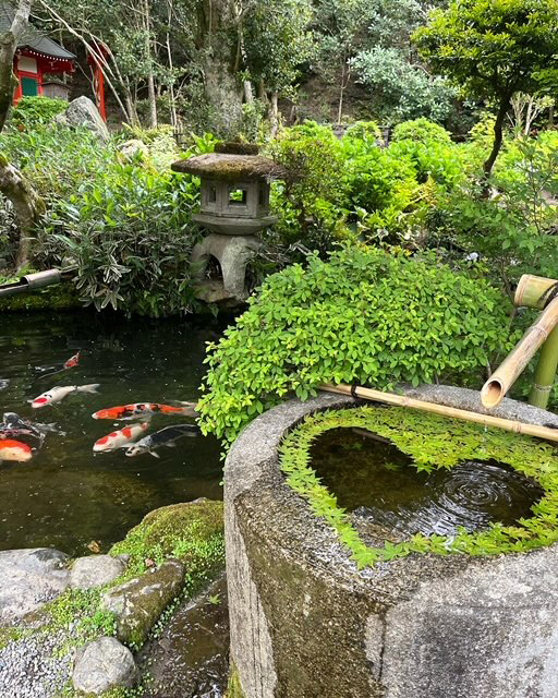 手水鉢の浮かべたモミジの新緑と錦鯉の池