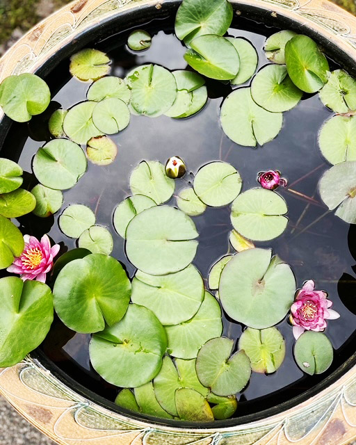 花が咲き始めた前庭の水連の鉢