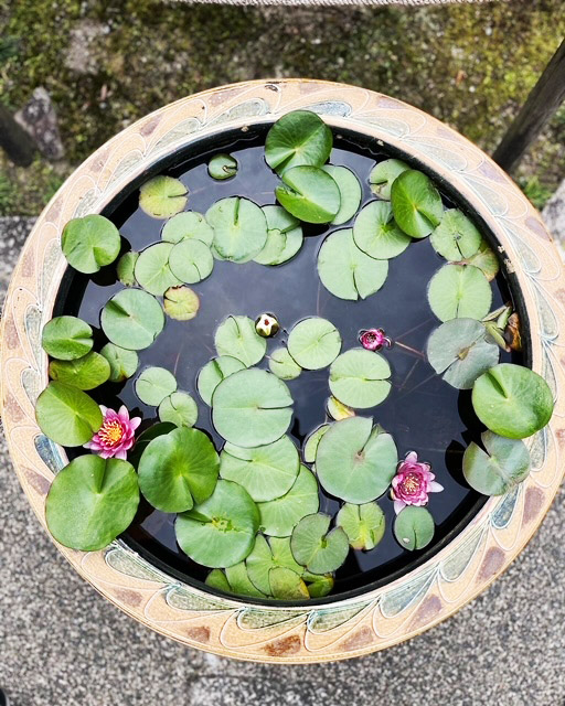 花が咲き始めた前庭の水連の鉢