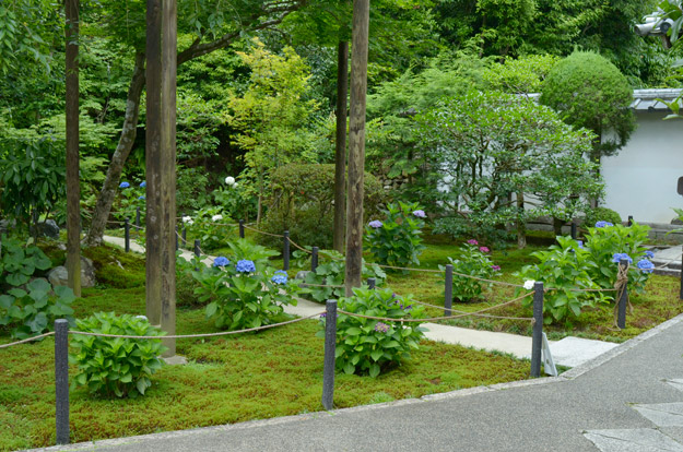 前庭の右の紫陽花