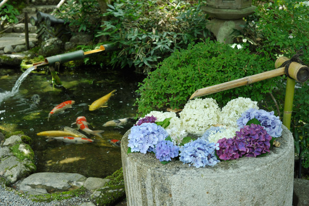 手水鉢を飾る青、白、紫の紫陽花。