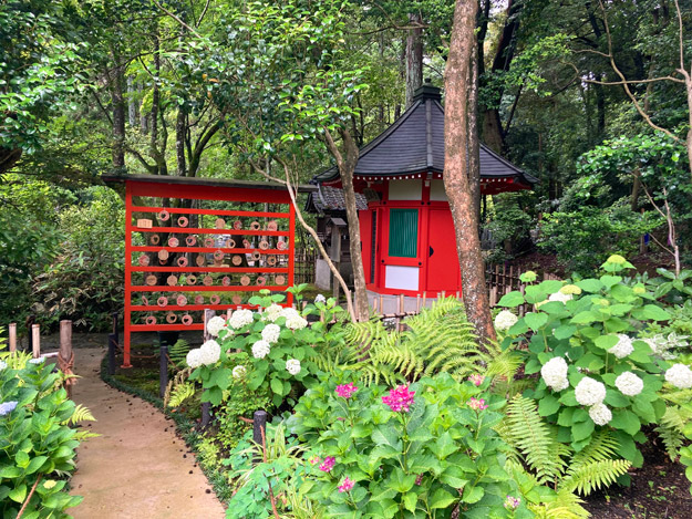 愛染堂を飾る白と赤の紫陽花