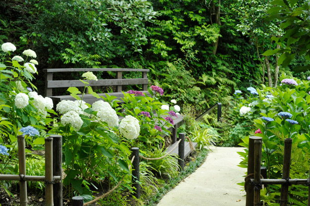 愛染堂の垣根から見たアジサイの丘の入り口。白、紫、青の紫陽花がお出迎え。