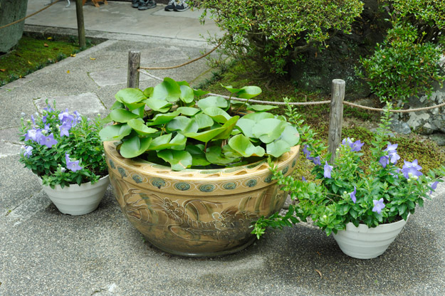 睡蓮の鉢と左右に置いた桔梗の鉢植え