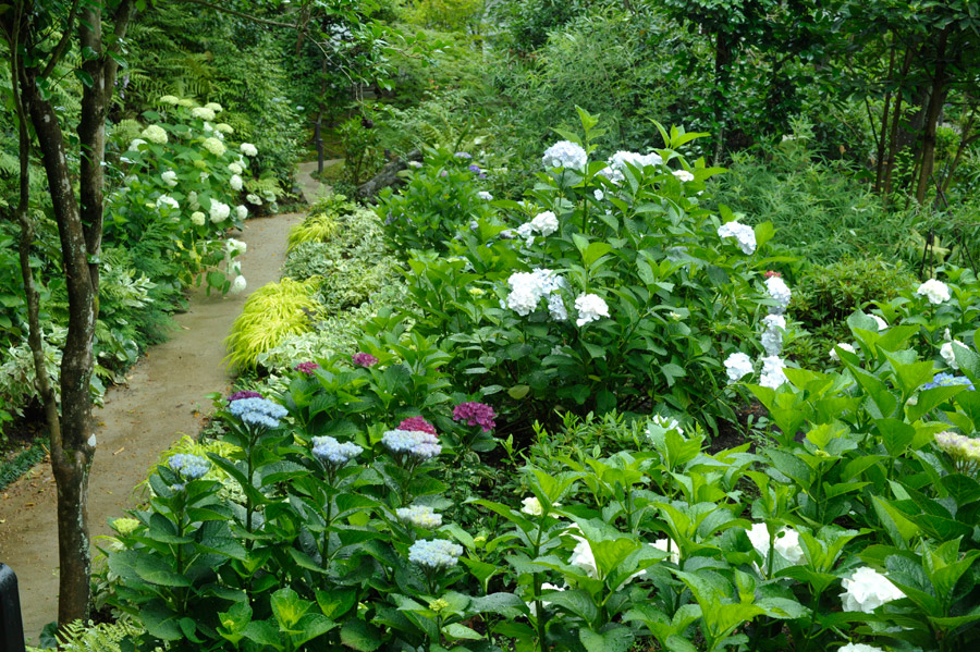 紫陽花の丘で咲く白、青、紫の紫陽花