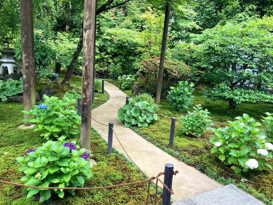 前庭の紫陽花