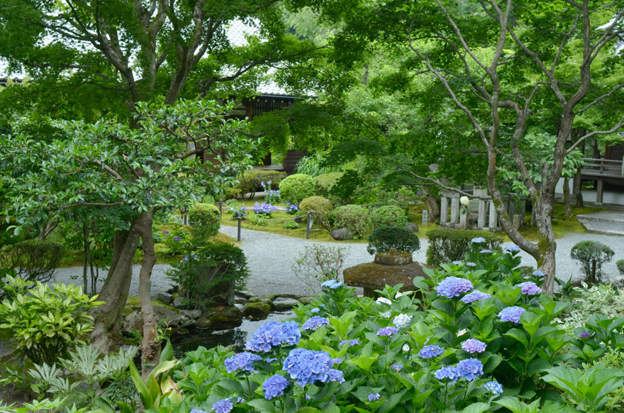 紫陽花の丘から大方丈をのぞむ（青い紫陽花の群生）