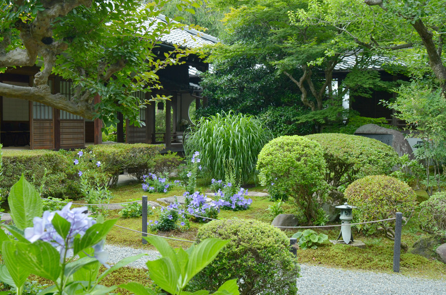 大書院前の庭を彩る桔梗の花