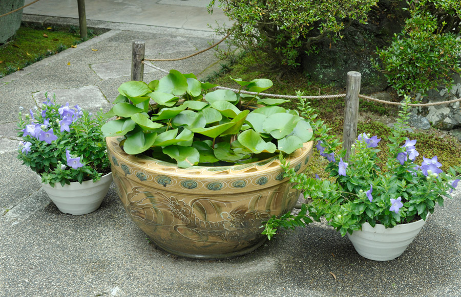 水連の鉢と白いコンテナ植えの桔梗の花