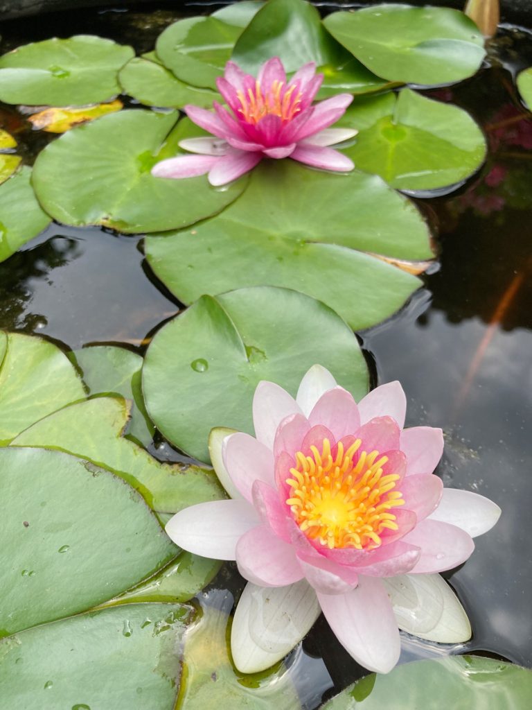 水連の花