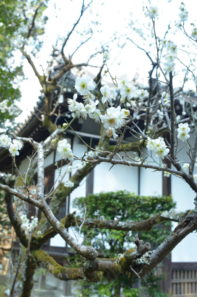 白梅の花