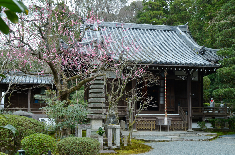 本堂横の紅梅