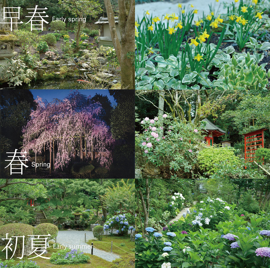 早春、春、初夏の庭の写真