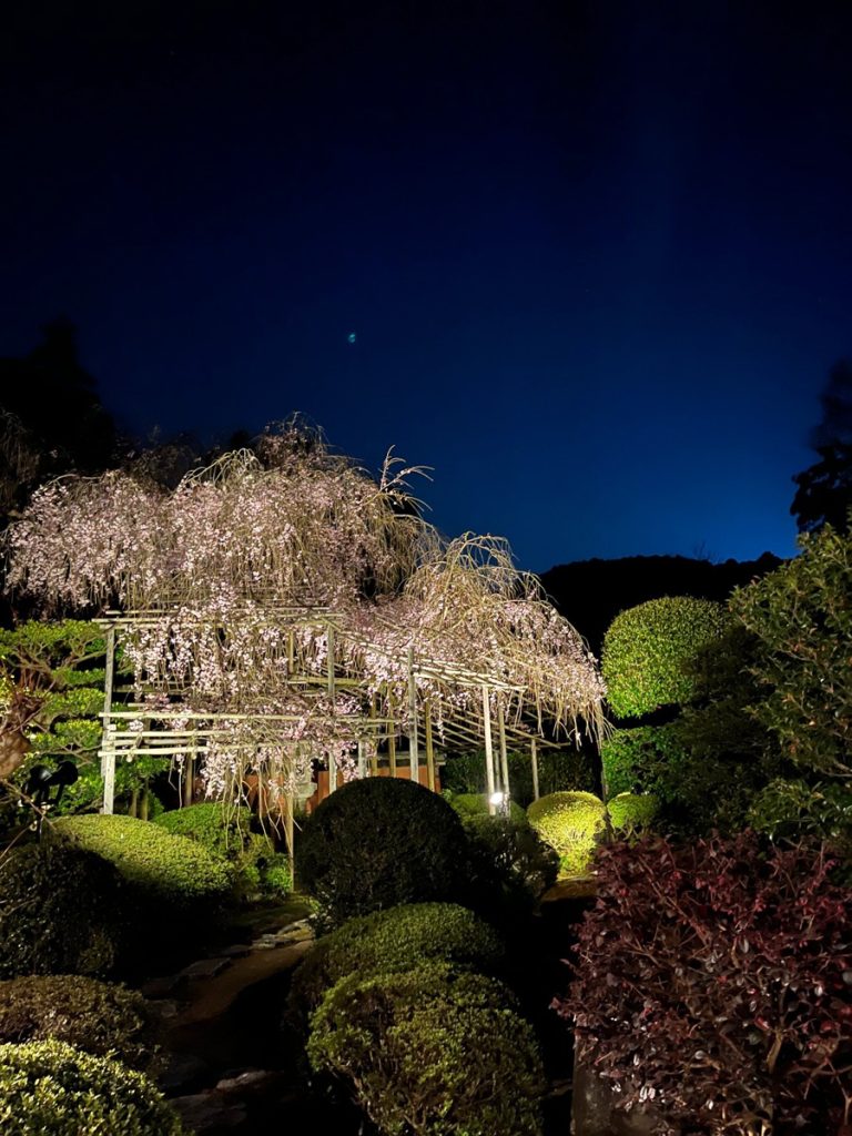 中庭の桜のライトアップ