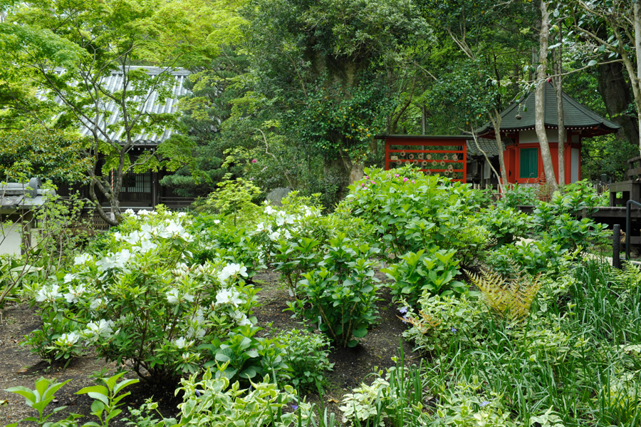 紫陽花の丘の白いヒラドツツジ