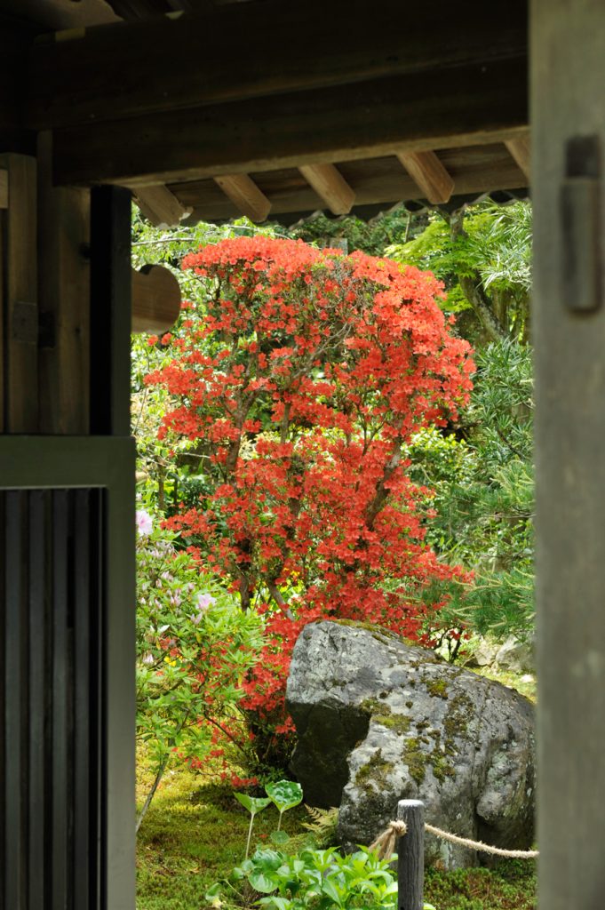 中門横のツツジ