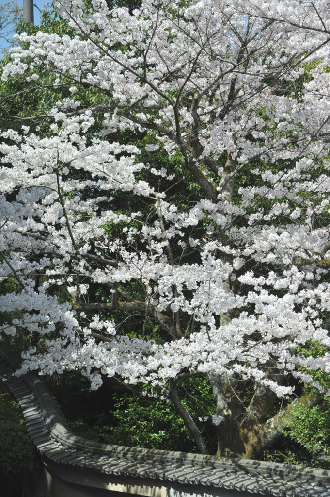 参道横の桜