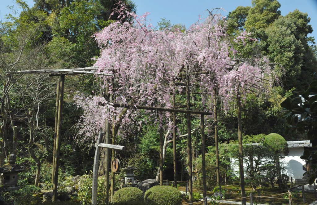 表庭のしだれ桜