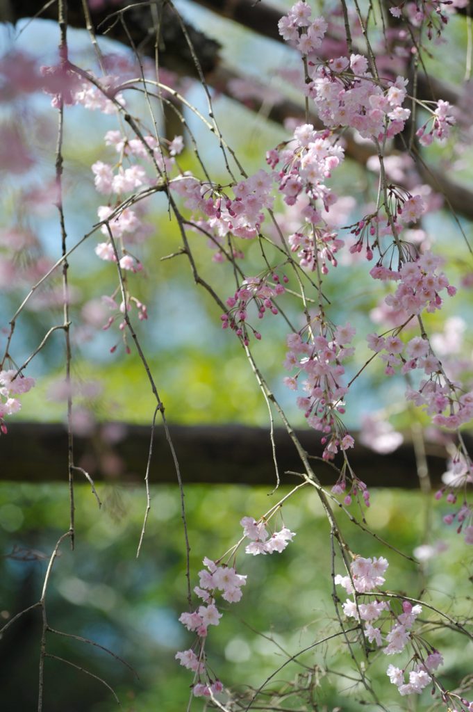 表庭のしだれ桜