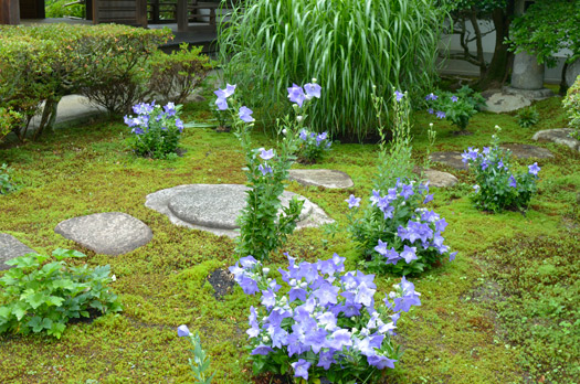 大方丈前の庭に咲く薄紫の桔梗の花