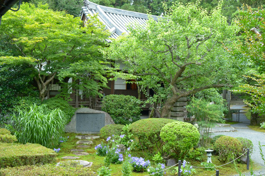 本堂をバックに大方丈前の庭に咲く薄紫の桔梗の花