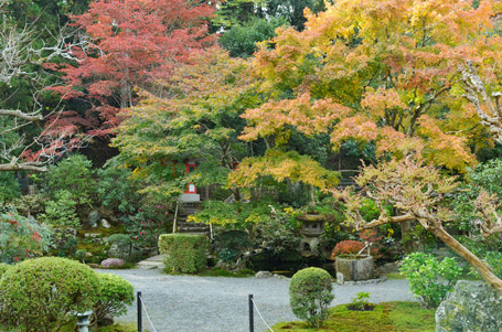 表に輪の黄色と赤の紅葉