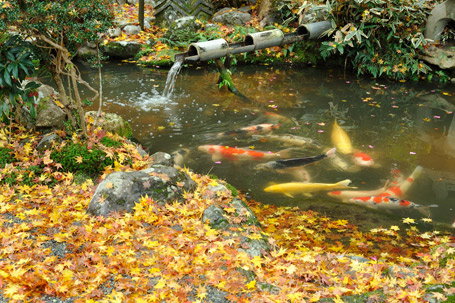 紅葉の落ち葉と庭園の池の錦鯉
