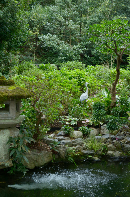 錦鯉の池に飛来したサギ