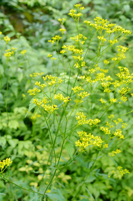 オミナエシの花のアップ