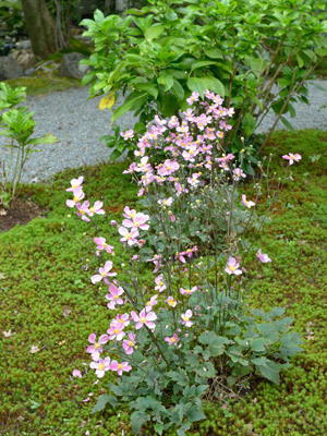 ピンクの秋明菊