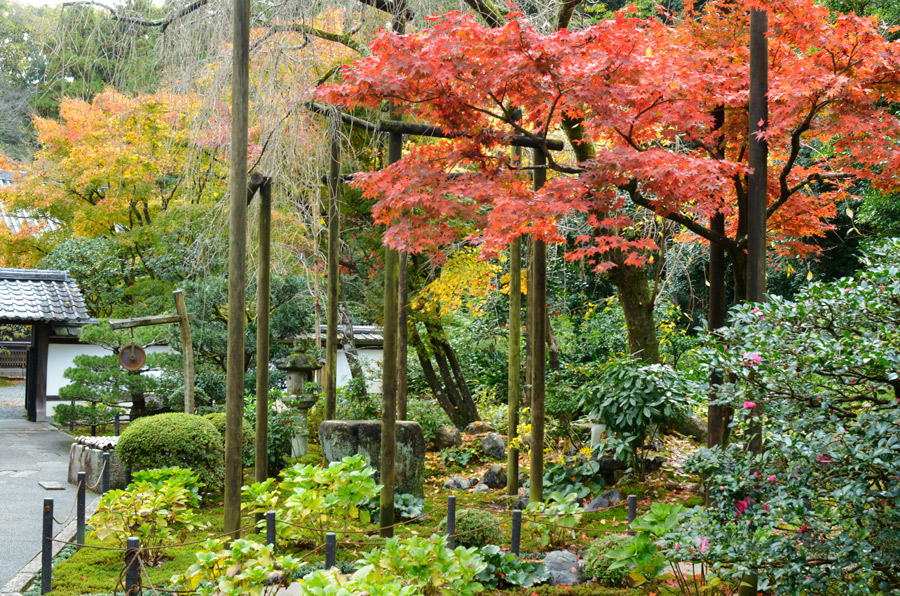 前庭ではモミジが紅葉、サザンカもピンクの花をつけ始めました