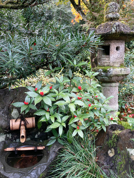 灯篭の横の手水鉢にはセンリョウが赤い実をつけています